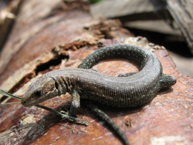 Lézard vivipare 002